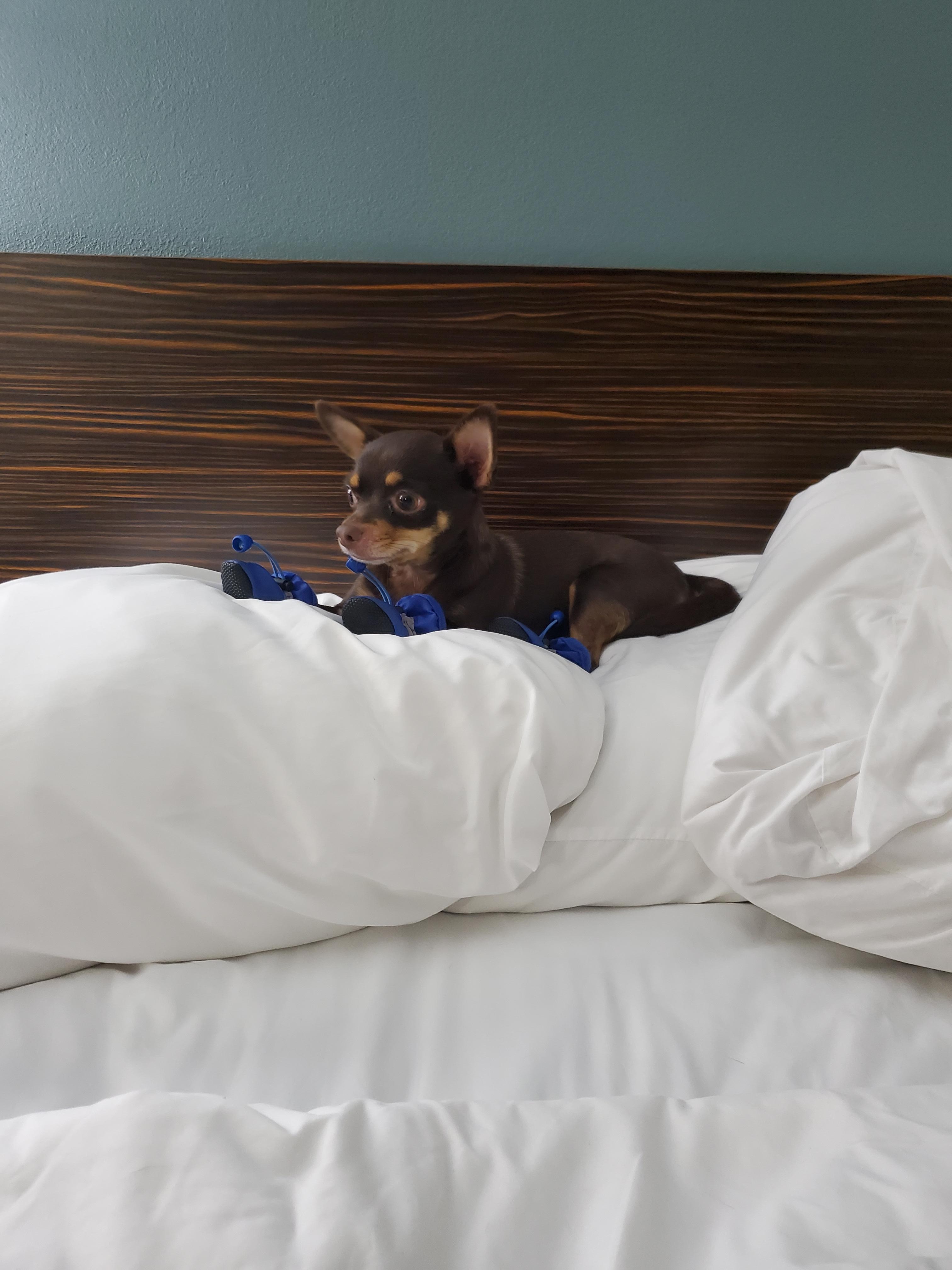 Loved being able to bring my Chihuahua on vacation with me. I felt very "at home" here!