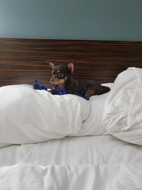 Loved being able to bring my Chihuahua on vacation with me. I felt very "at home" here!