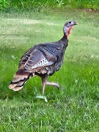 Lots of turkeys, too