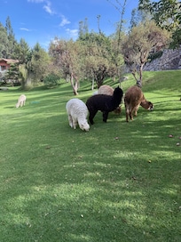 Hotel property grounds