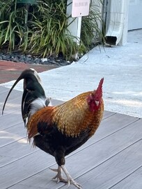 Friendly roosters everywhere!
