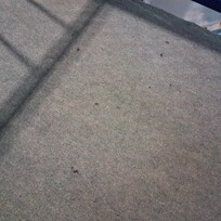 Carpet outside our room to pool area deck. Filthy and cigarette burns