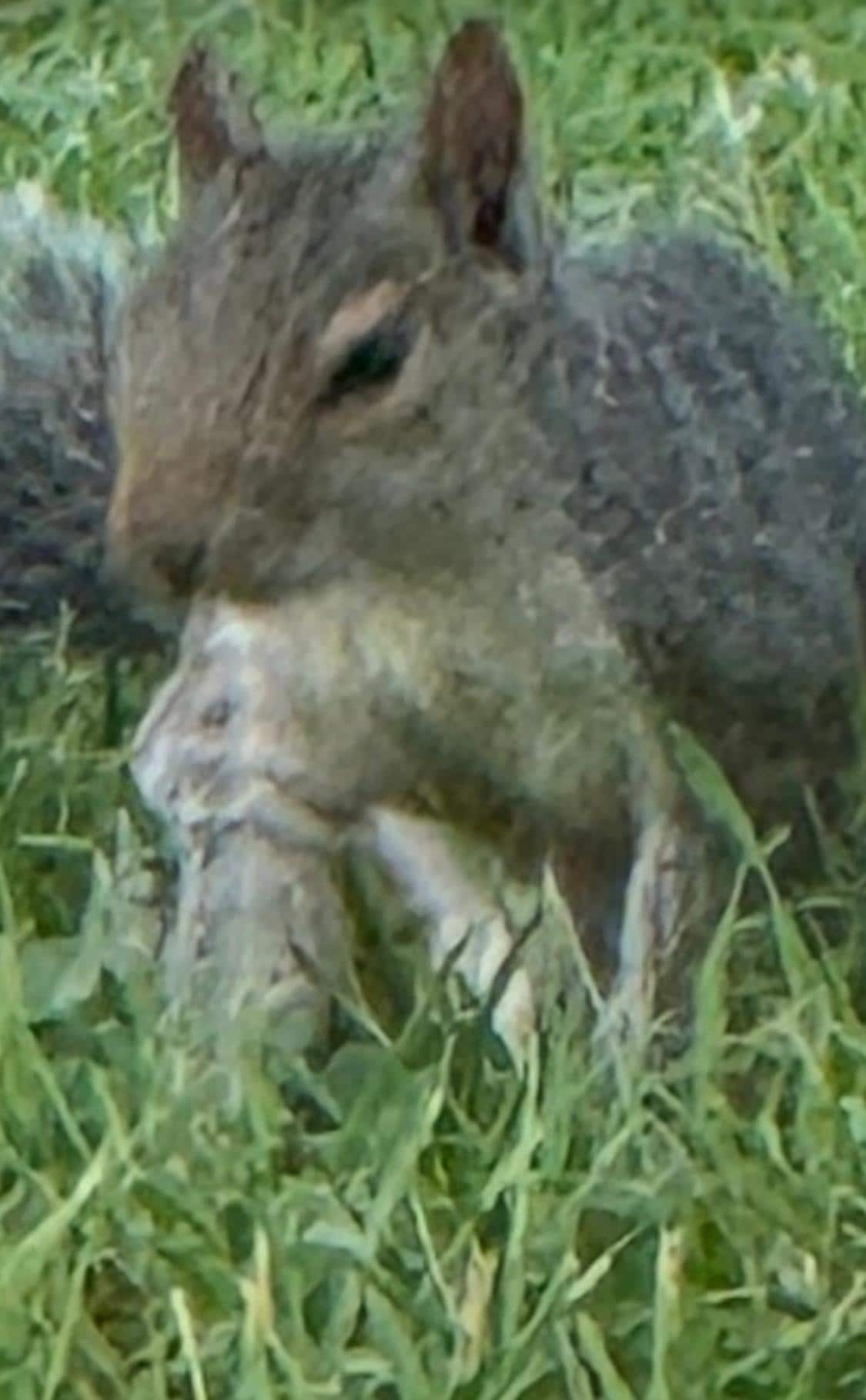 Our cute little visitor 