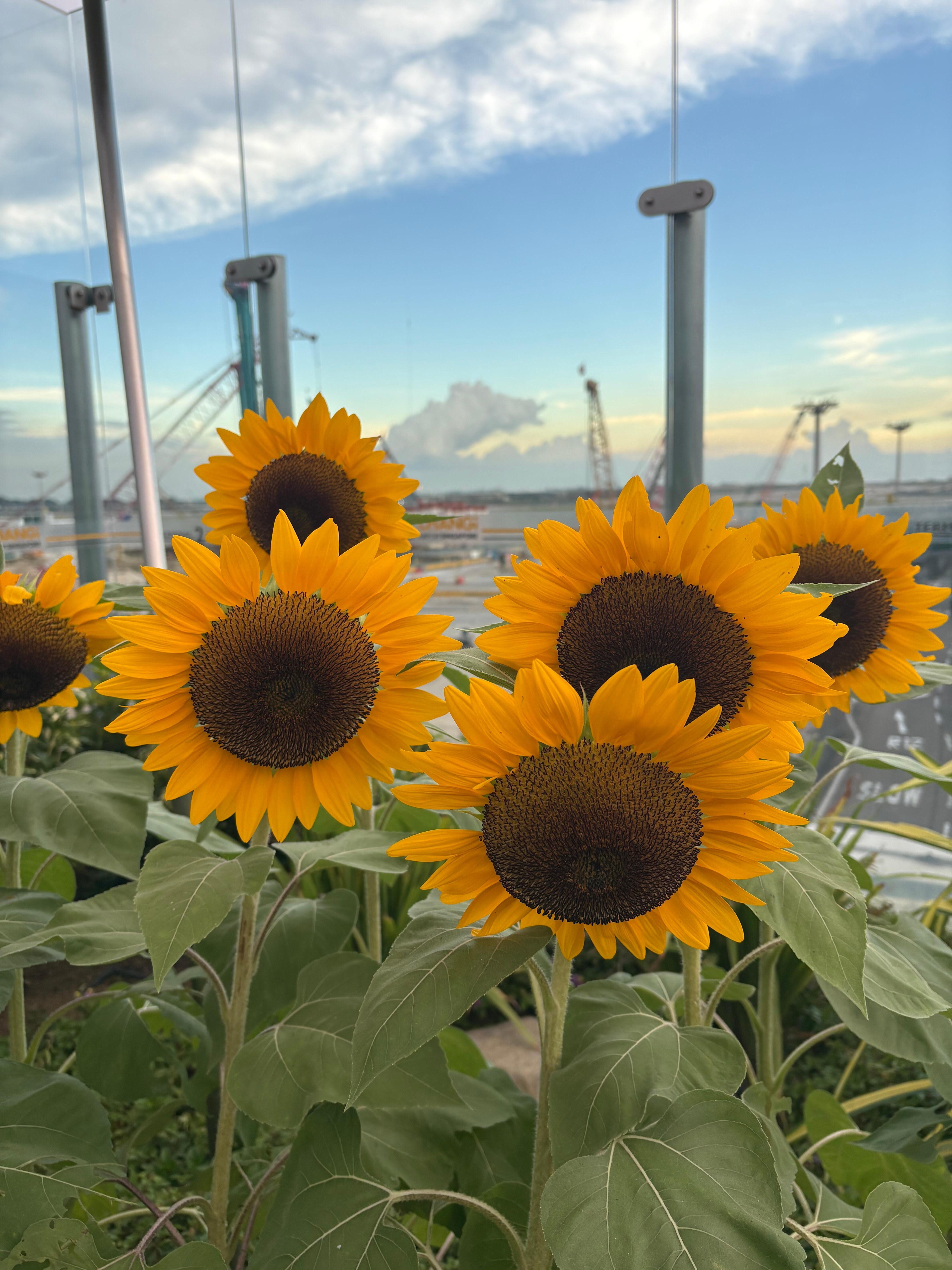 Sunflower garden 