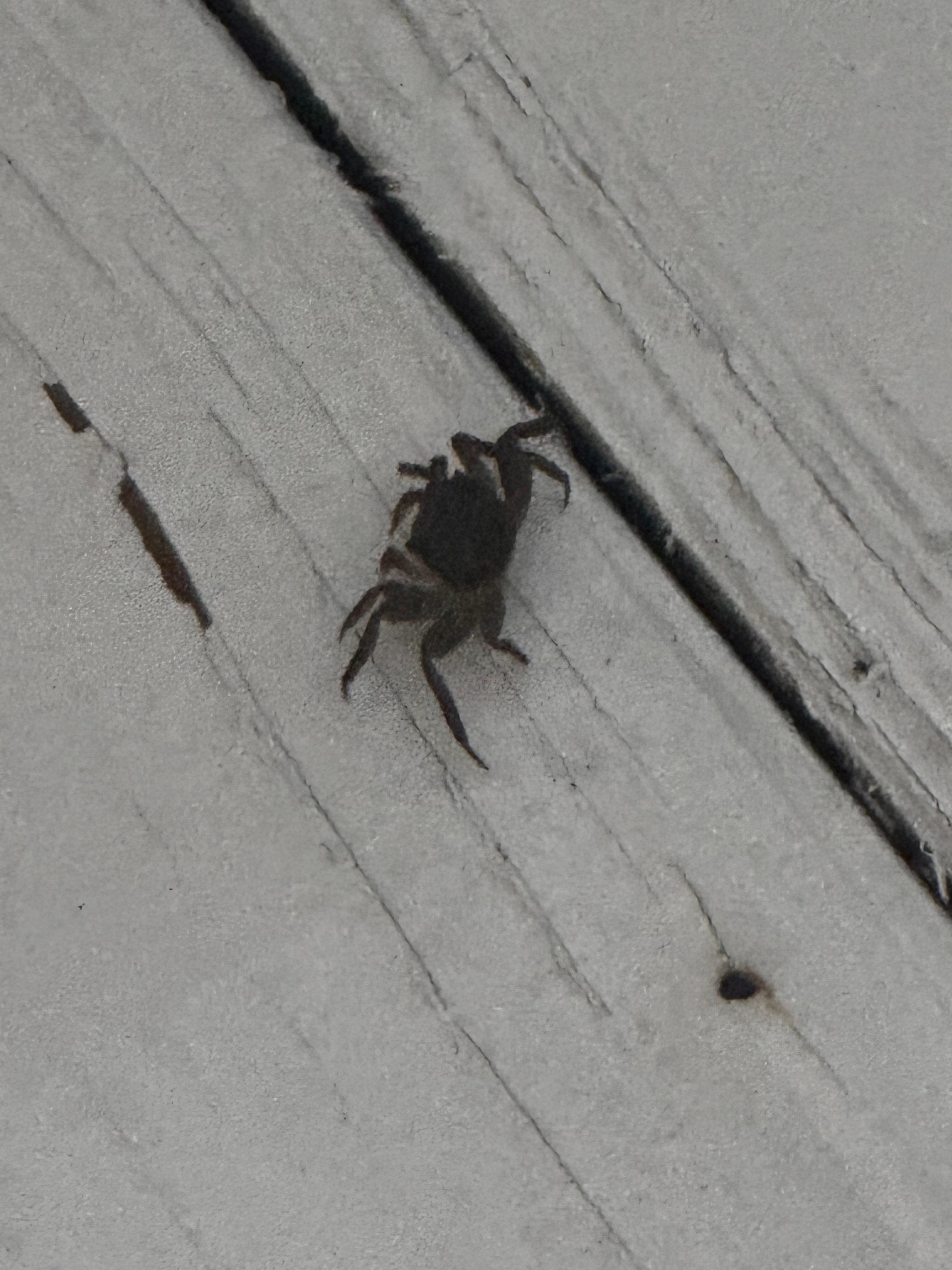 Little crabs on the lower dock were entertaining :) 