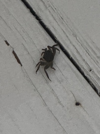 Little crabs on the lower dock were entertaining :)