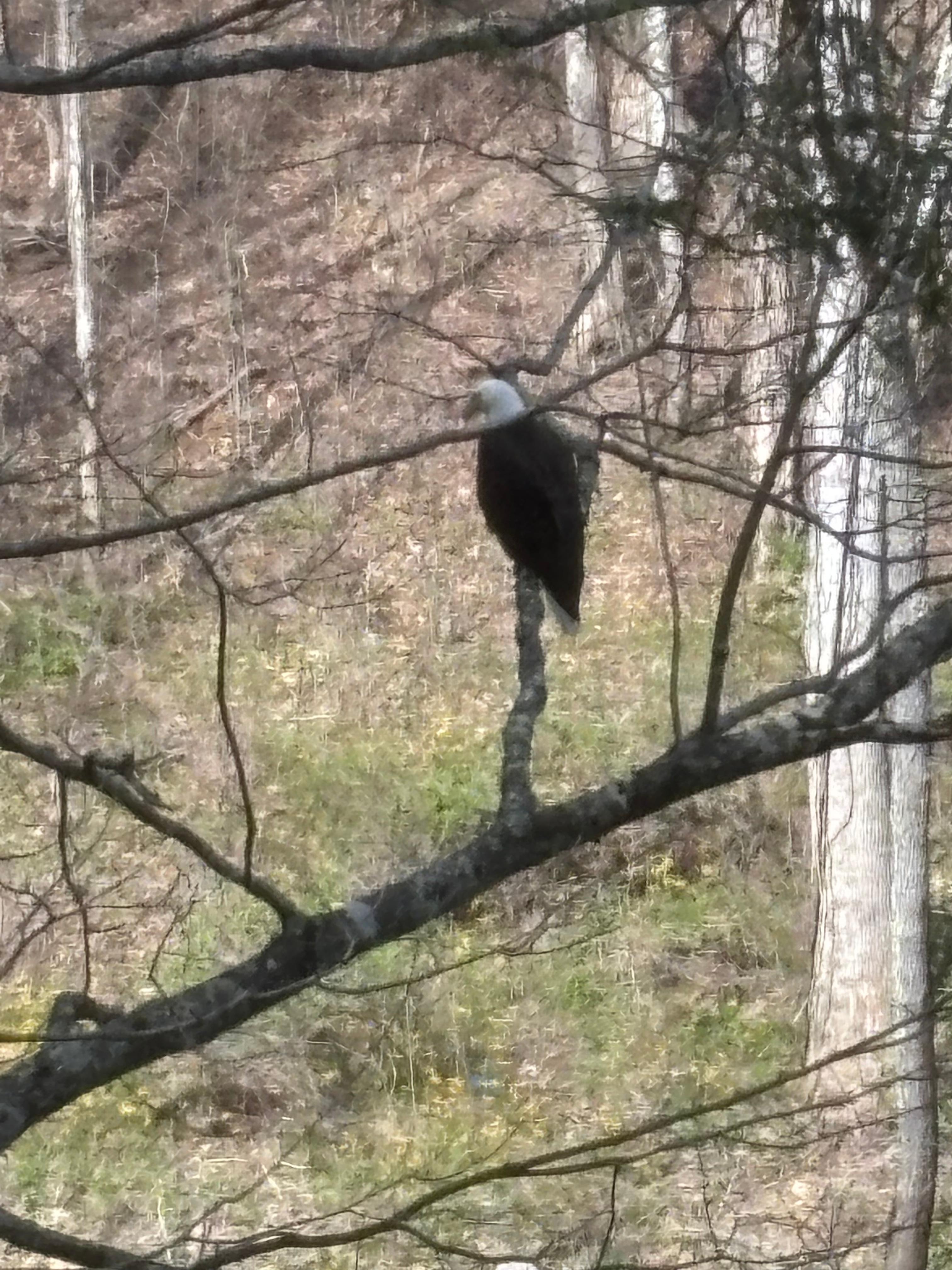 Bald eagle in front of house