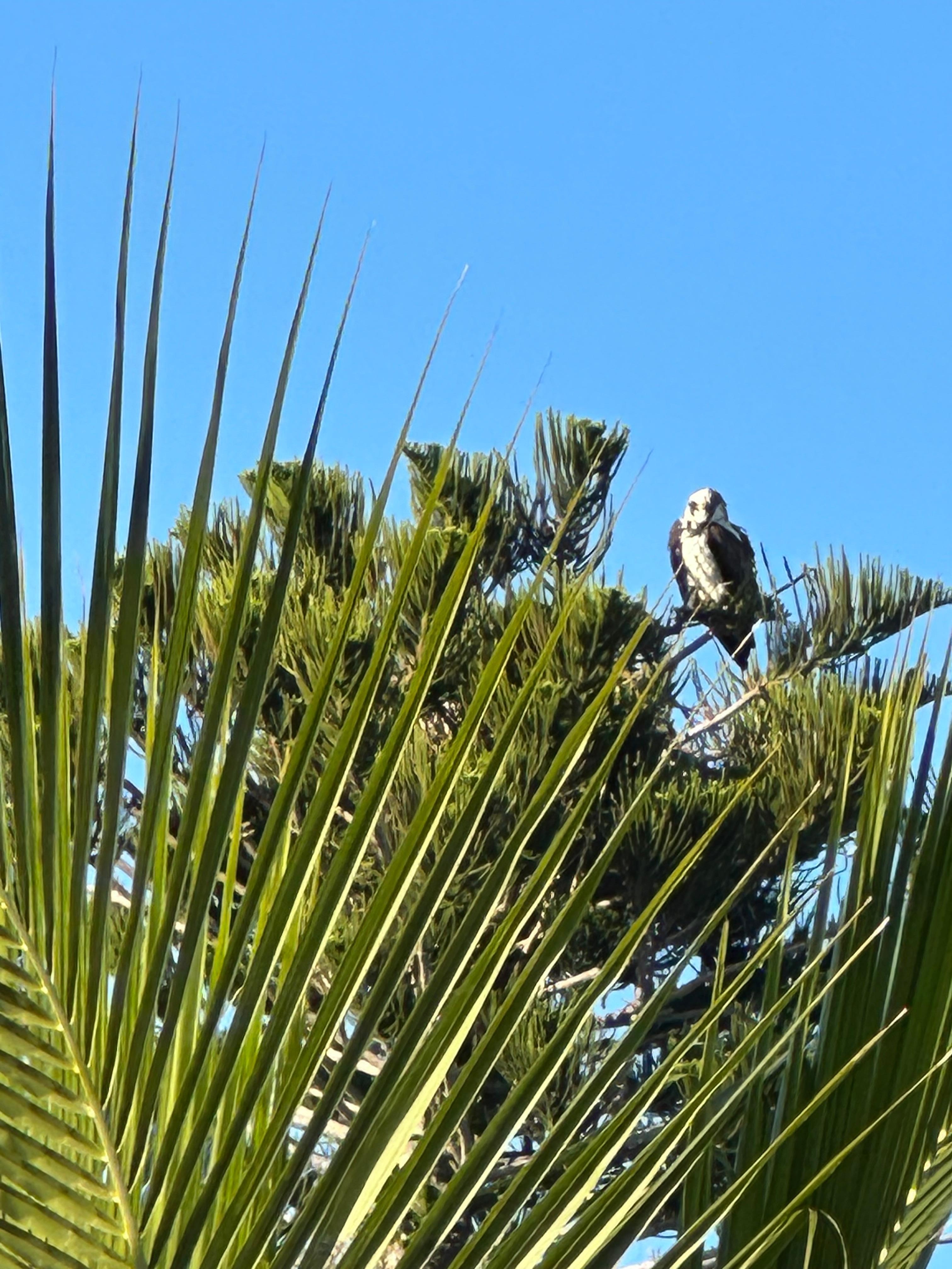 Osprey living in tree - seen from patio.