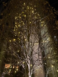 White lights are nice