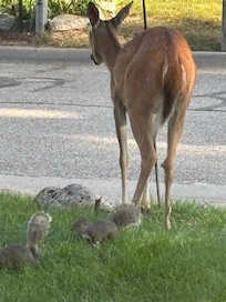 This mama visited everyday. Friendly and waiting to be fed.