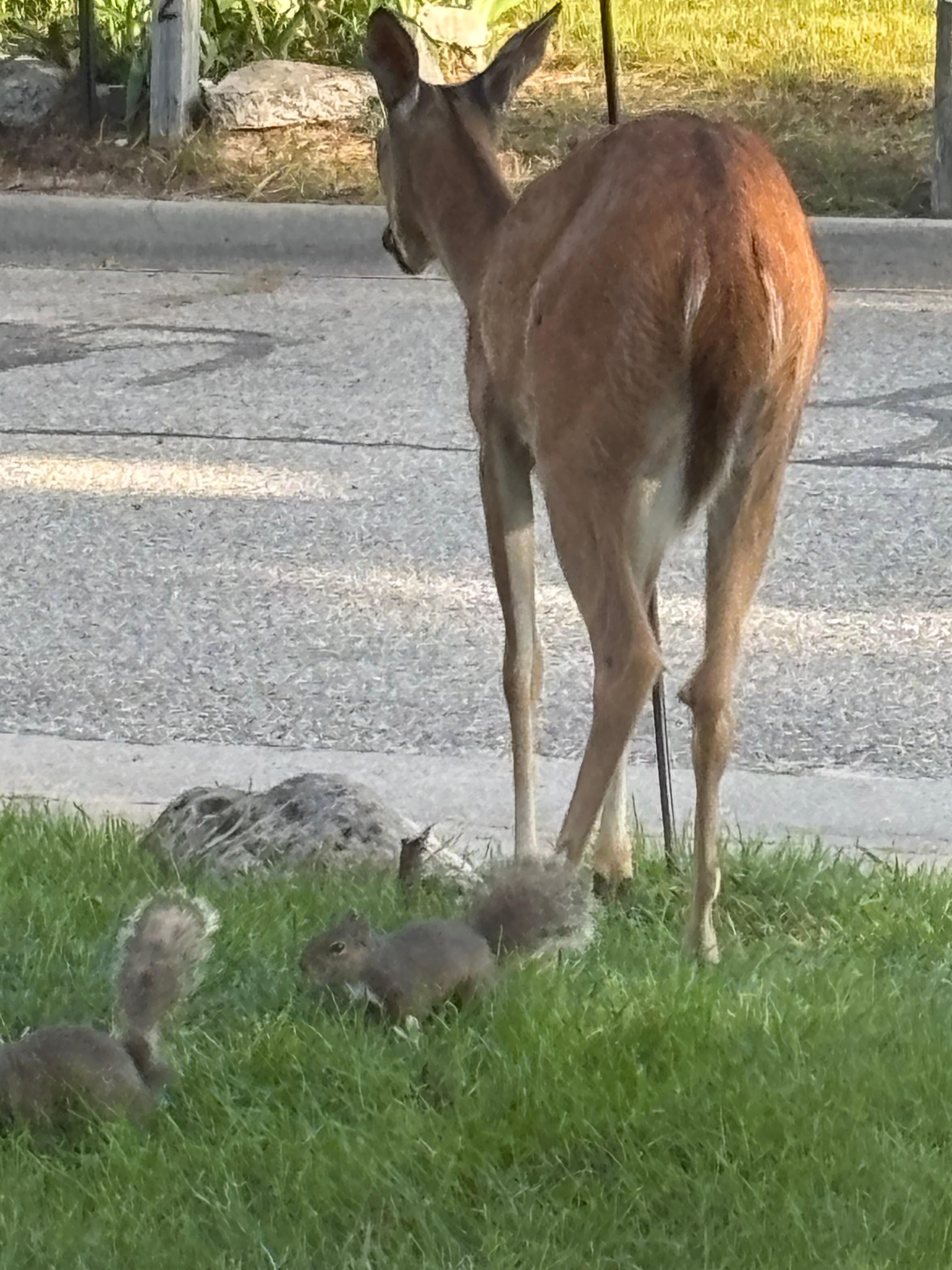 This mama visited everyday. Friendly and waiting to be fed. 