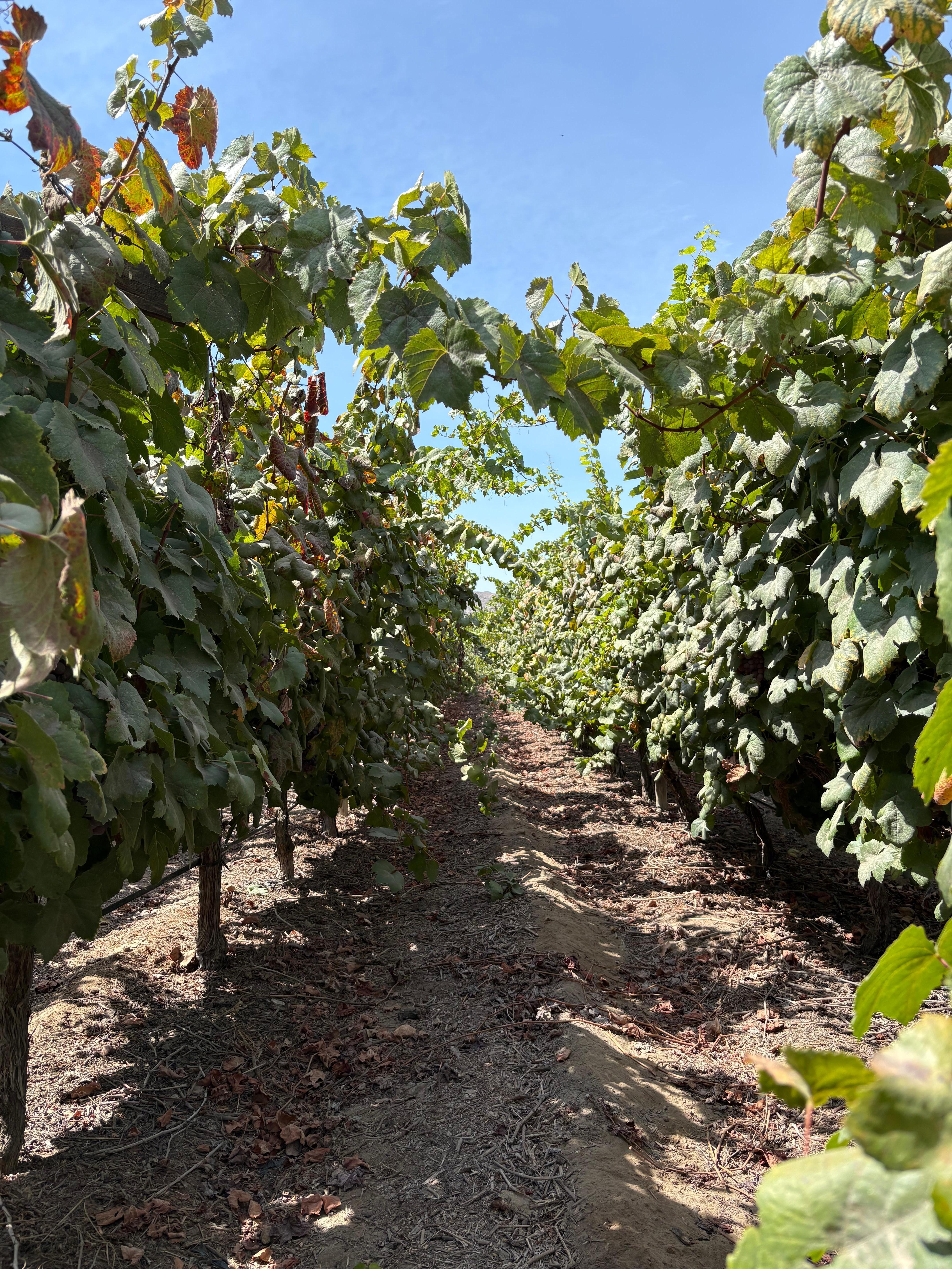 The vineyard, right there a few steps from the rooms. 