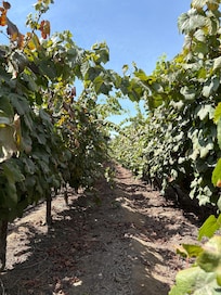 The vineyard, right there a few steps from the rooms.