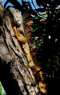 One of many iguanas visiting the property.