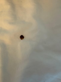 Found this stuck to my sheet the night we stayed. It was very late so I slept on the top sheet and notified the front desk on check out.