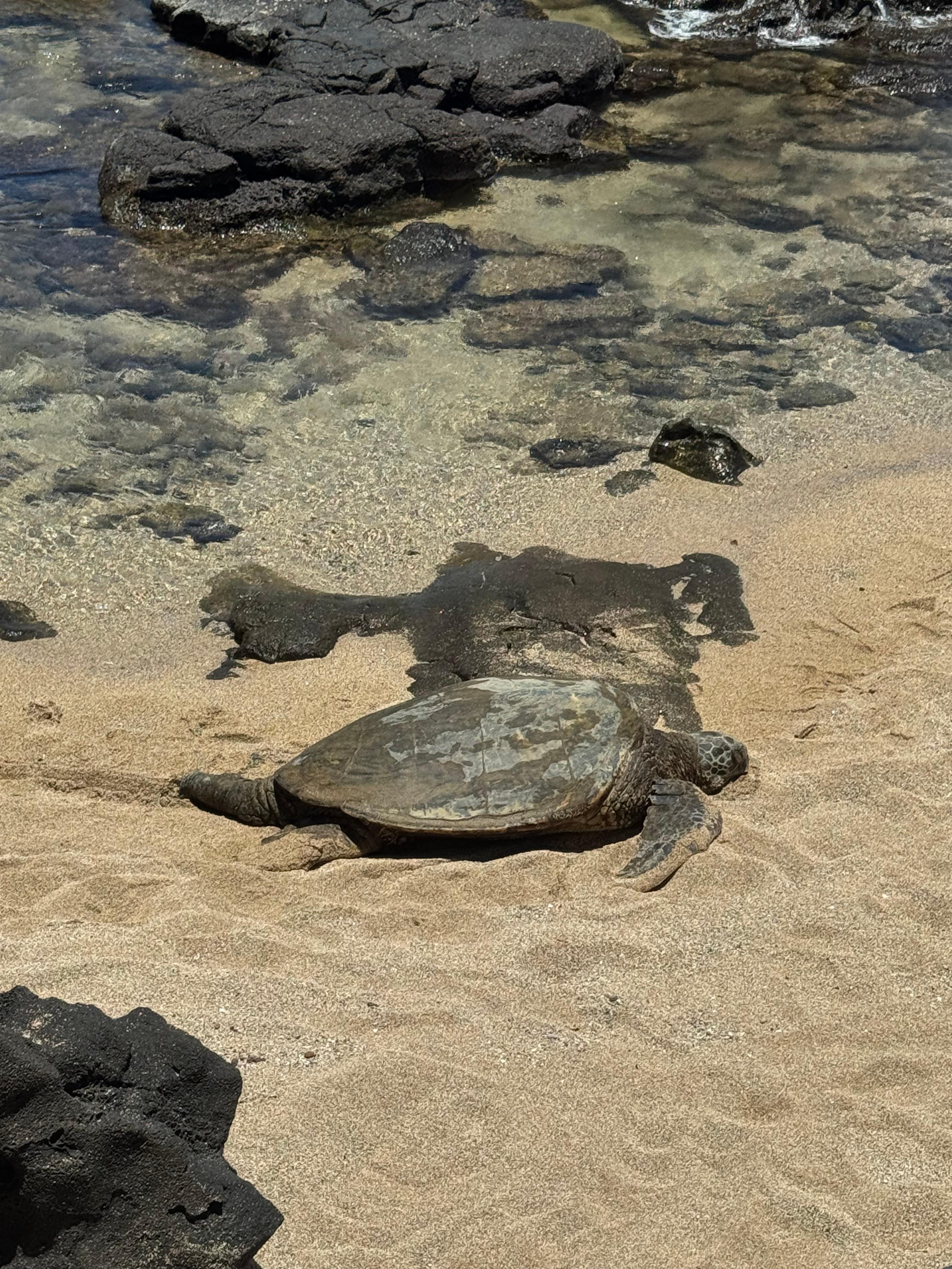 Turtles on our property every day.  