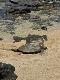 Turtles on our property every day.