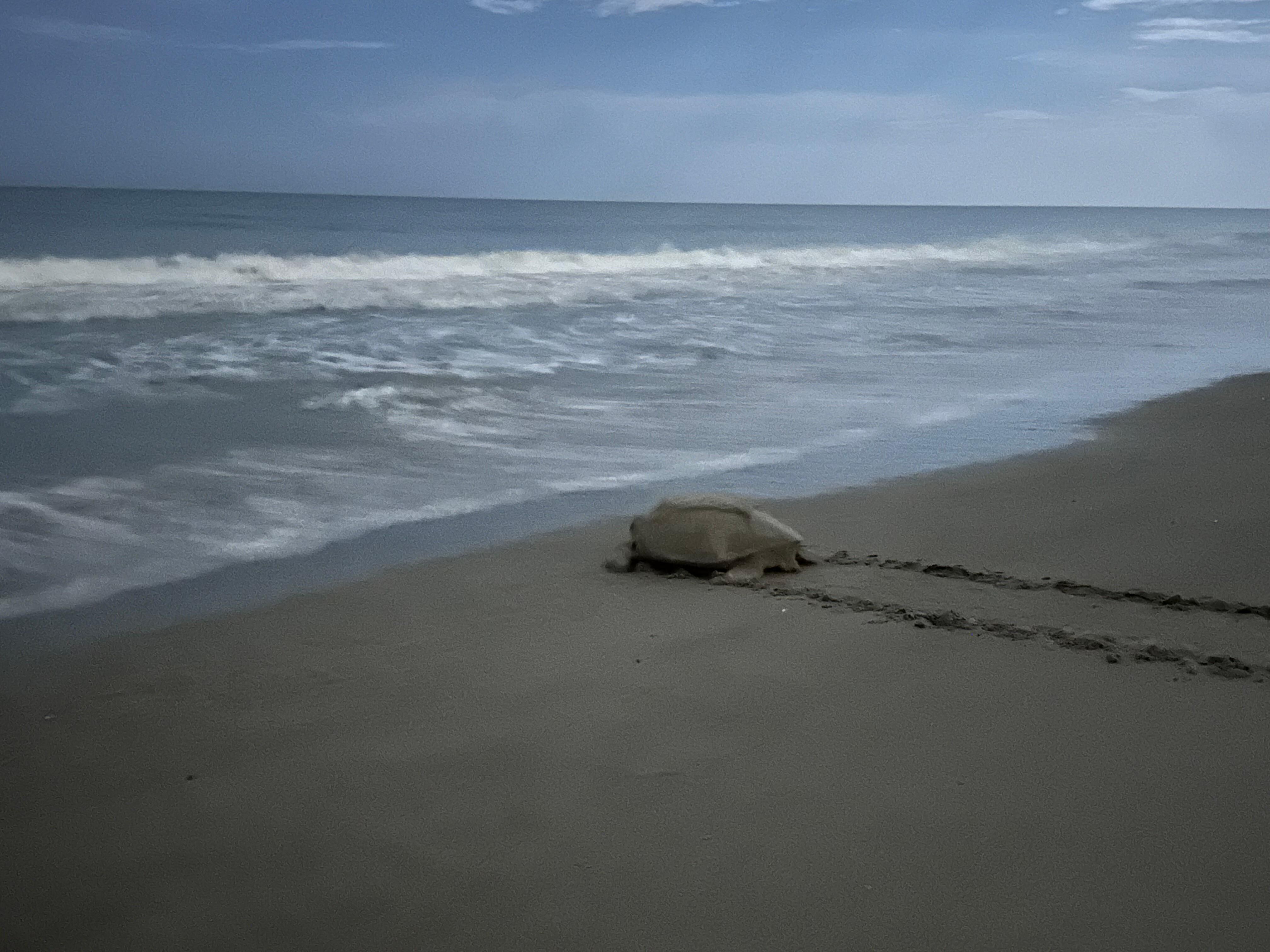 Watched turtles nest 