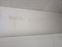 Mold on shower wall