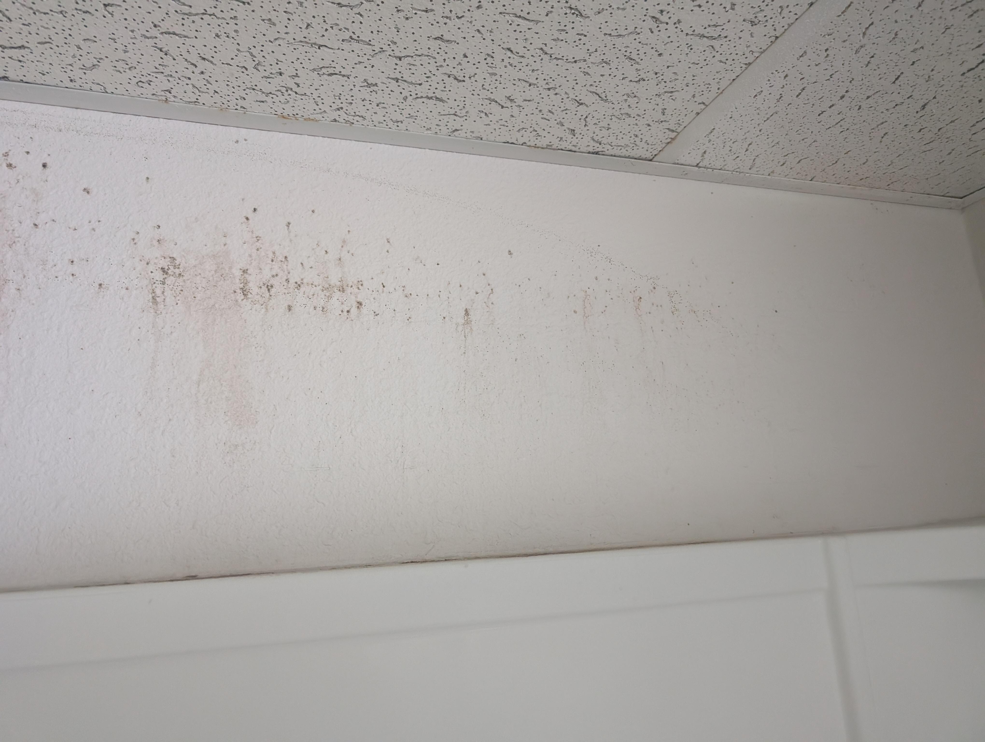 Mold on shower wall 