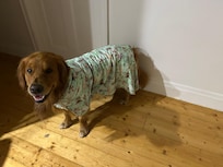 Goldie drying off after a swim