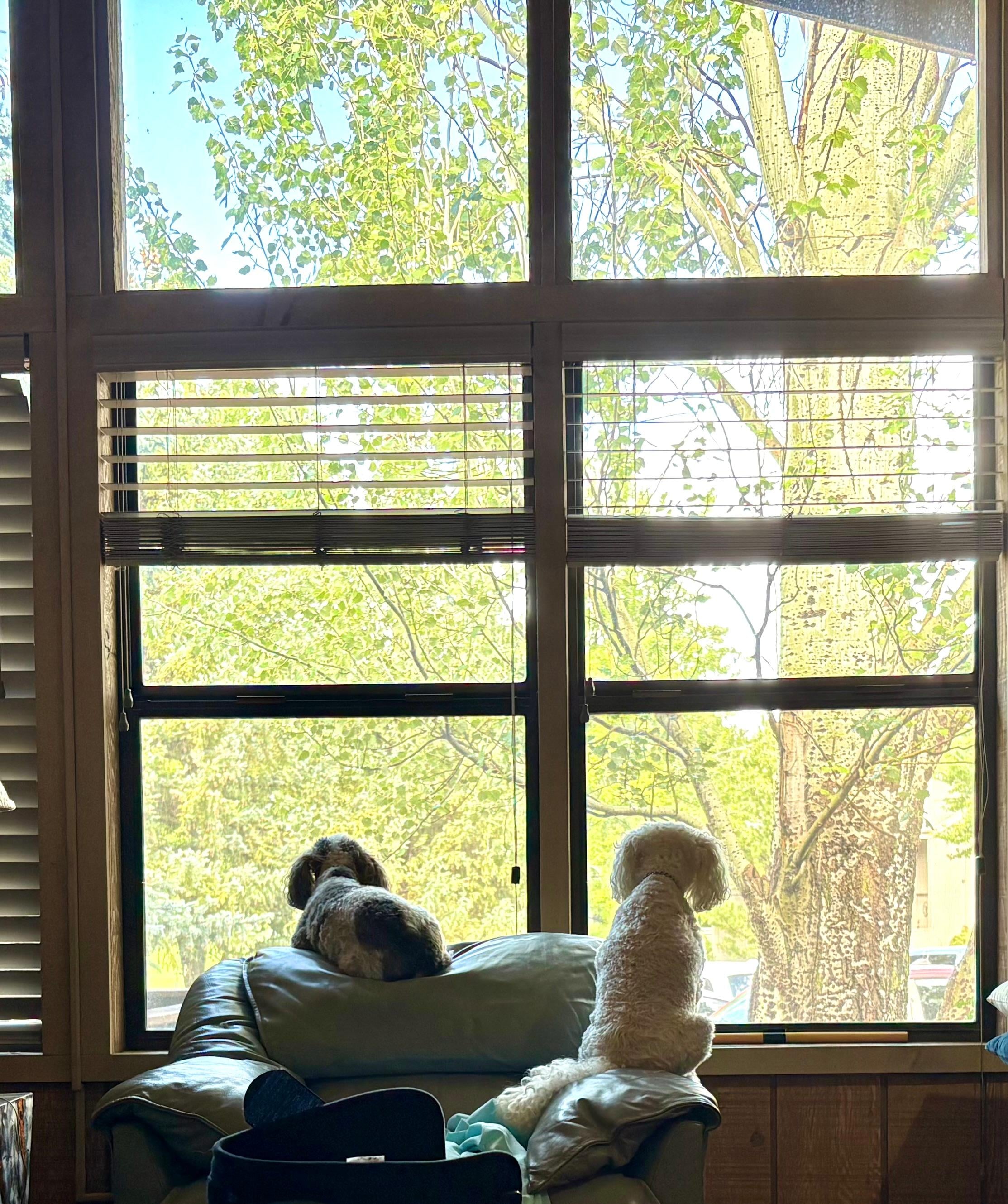 My pups loved this view!!