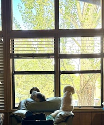 My pups loved this view!!