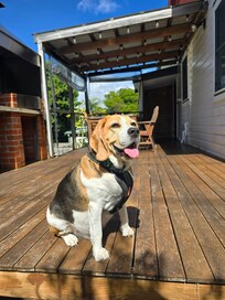 Baxter the beagle enjoying the deck and fully fenced back yard.
