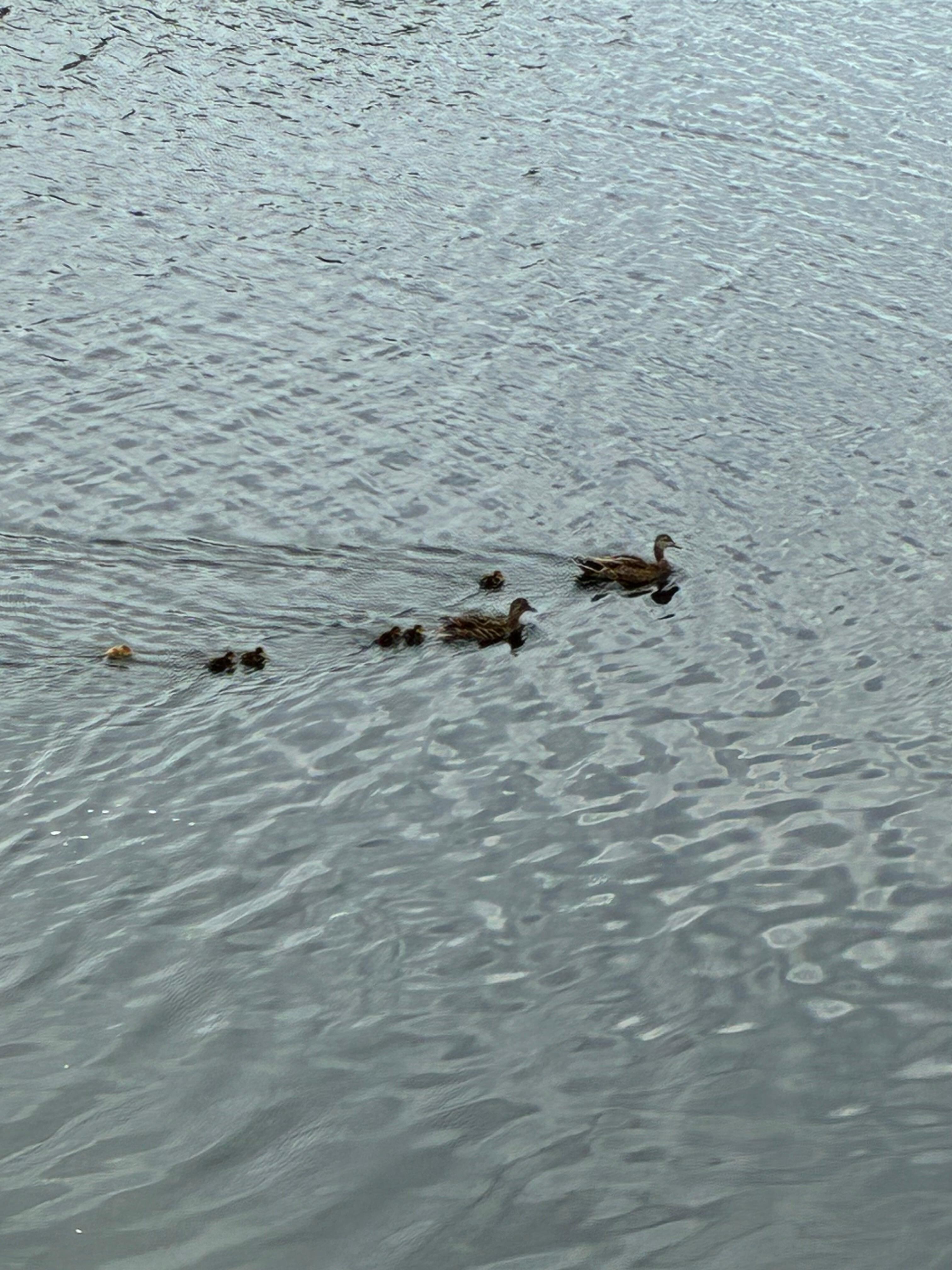 Duck family near the house.