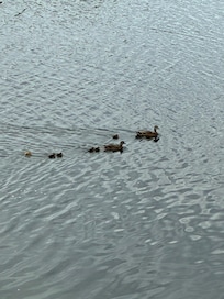 Duck family near the house.