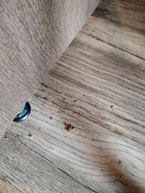 Dead roach