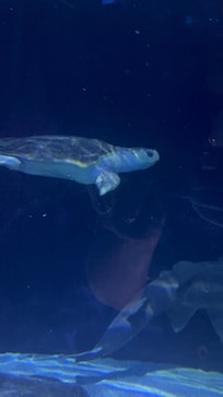 Aquarium inside mall