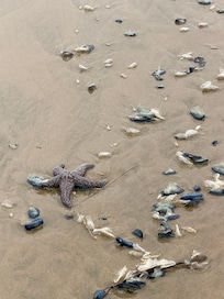 Many beach treasures