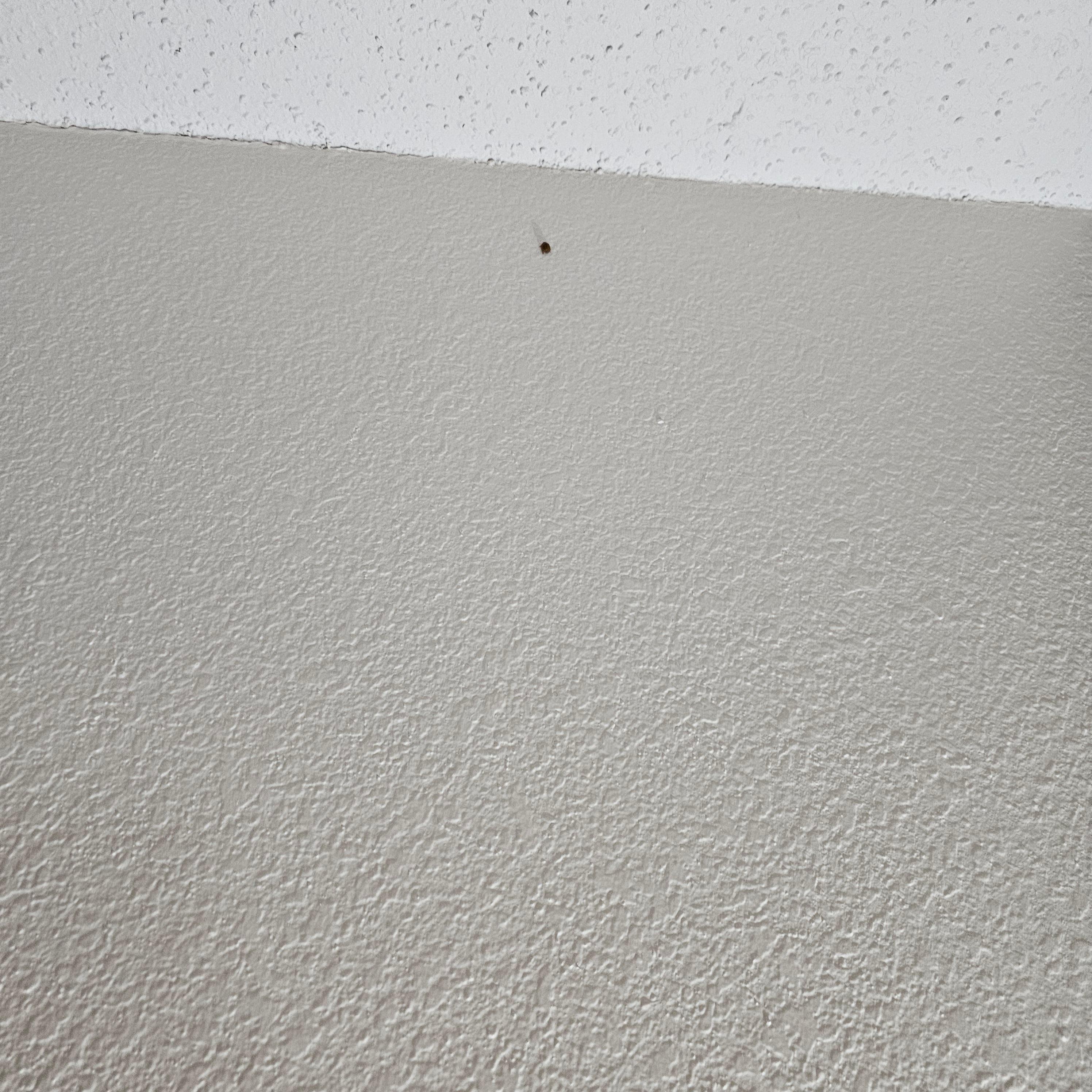 The bug the first time 