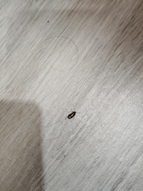 The cockroaches that go with it