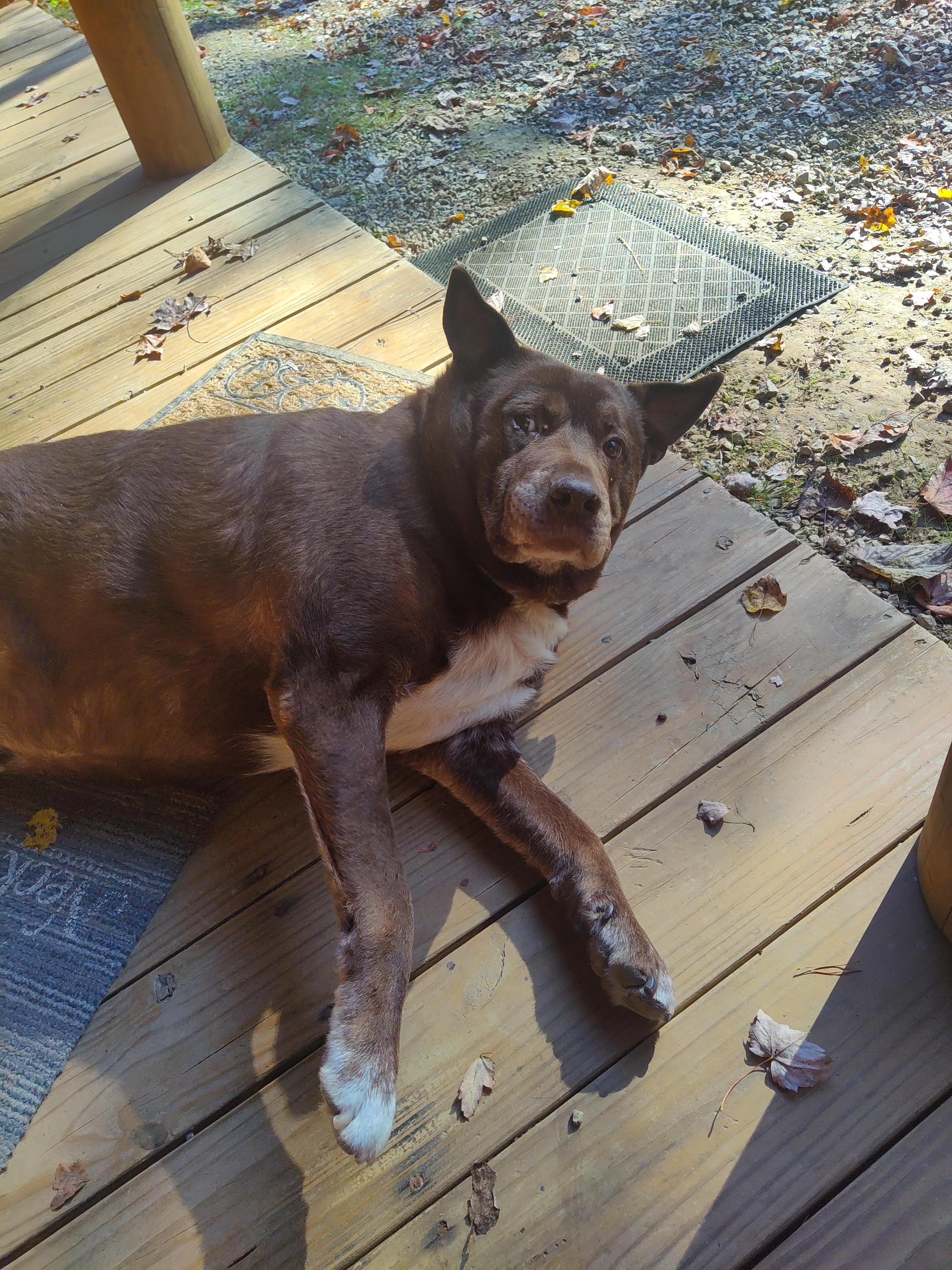 This place caters to your fur babies. Even the animals feel like they're on vacation.