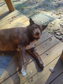 This place caters to your fur babies. Even the animals feel like they're on vacation.