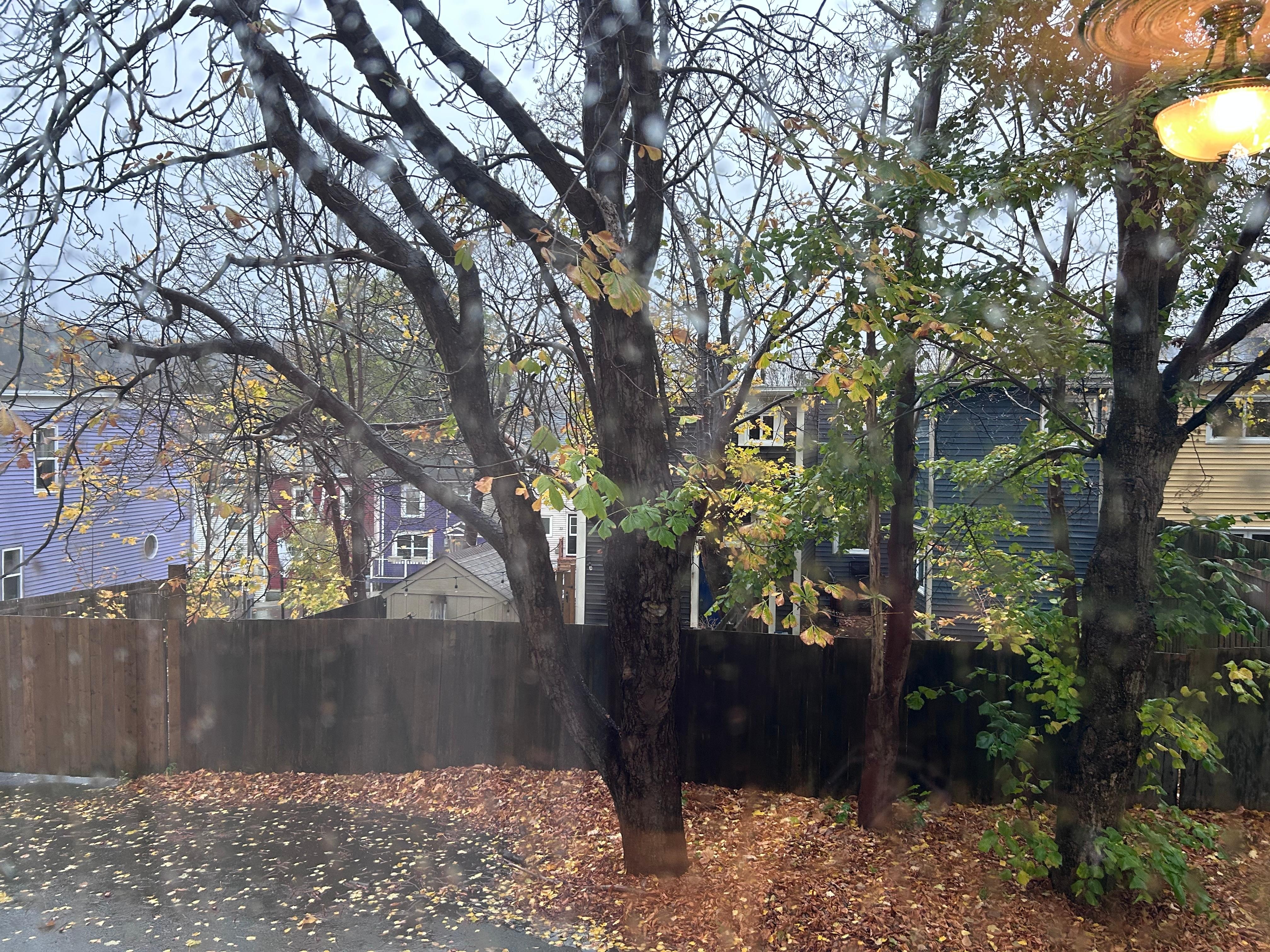 View out my back window 