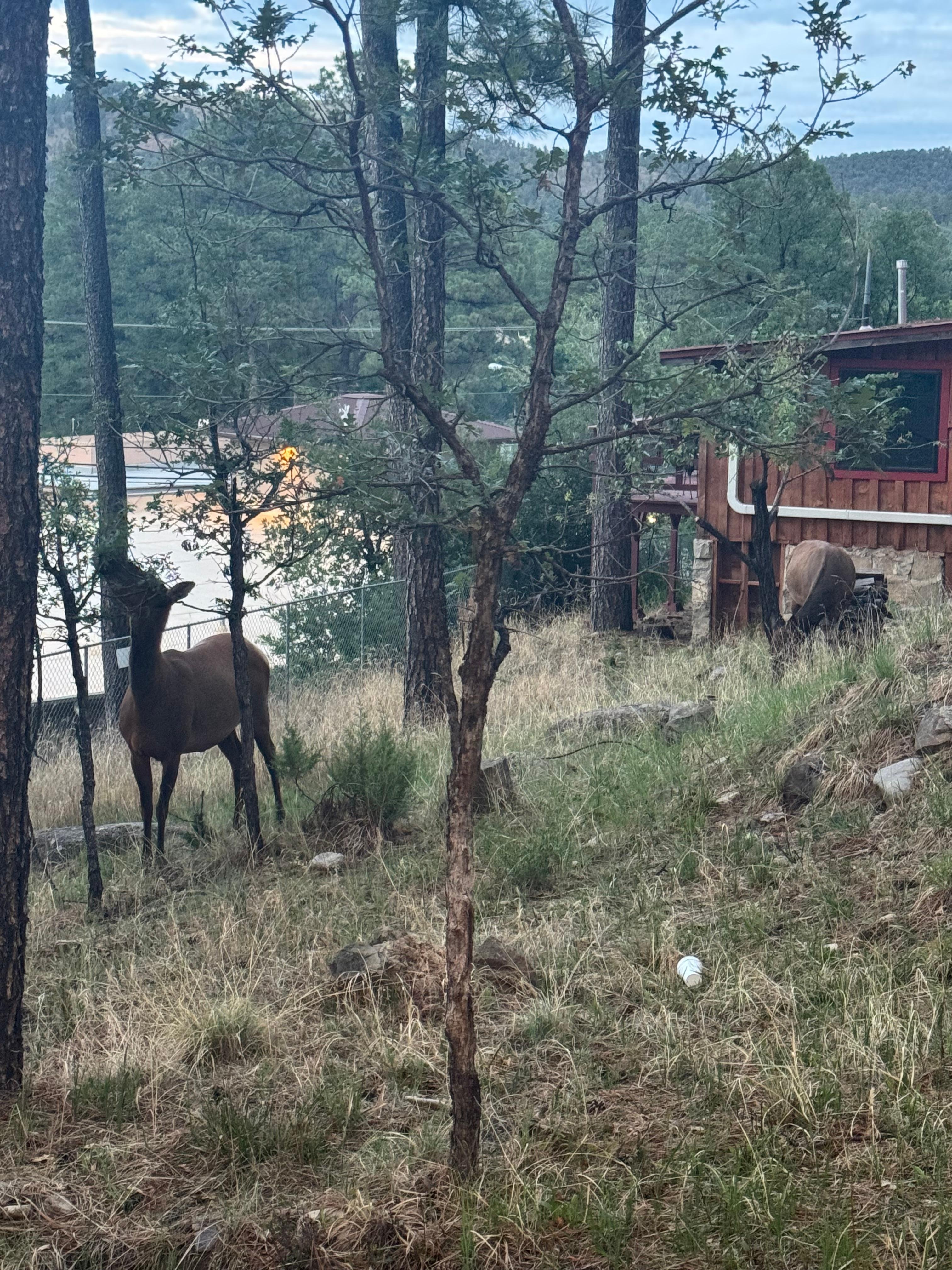 Elk outside the front door.