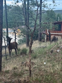 Elk outside the front door.