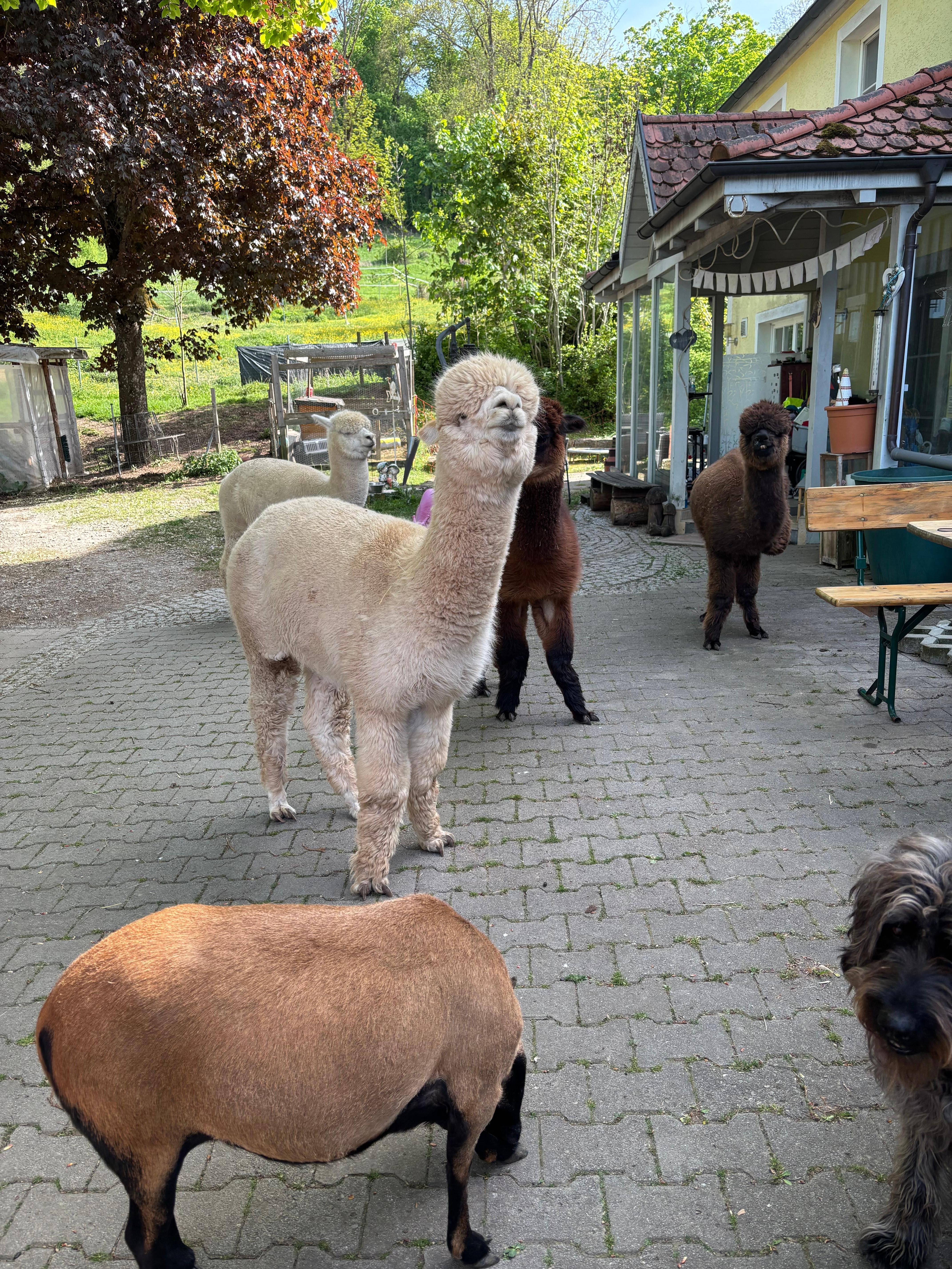 Die netten Nachbarn 