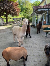 Die netten Nachbarn