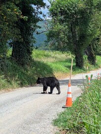 Cades Cove Bear