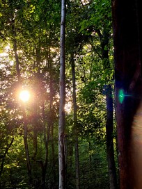 Sunset through the trees.