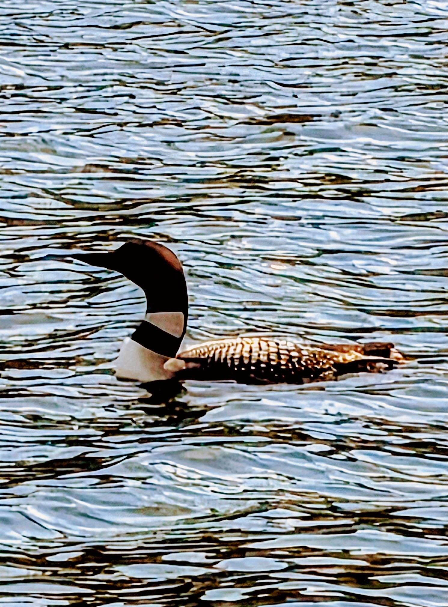 First time O saw a Loon up close.