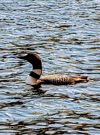 First time O saw a Loon up close.