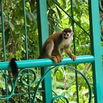Squirrel monkeys on the house railing.