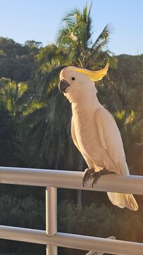 visitors