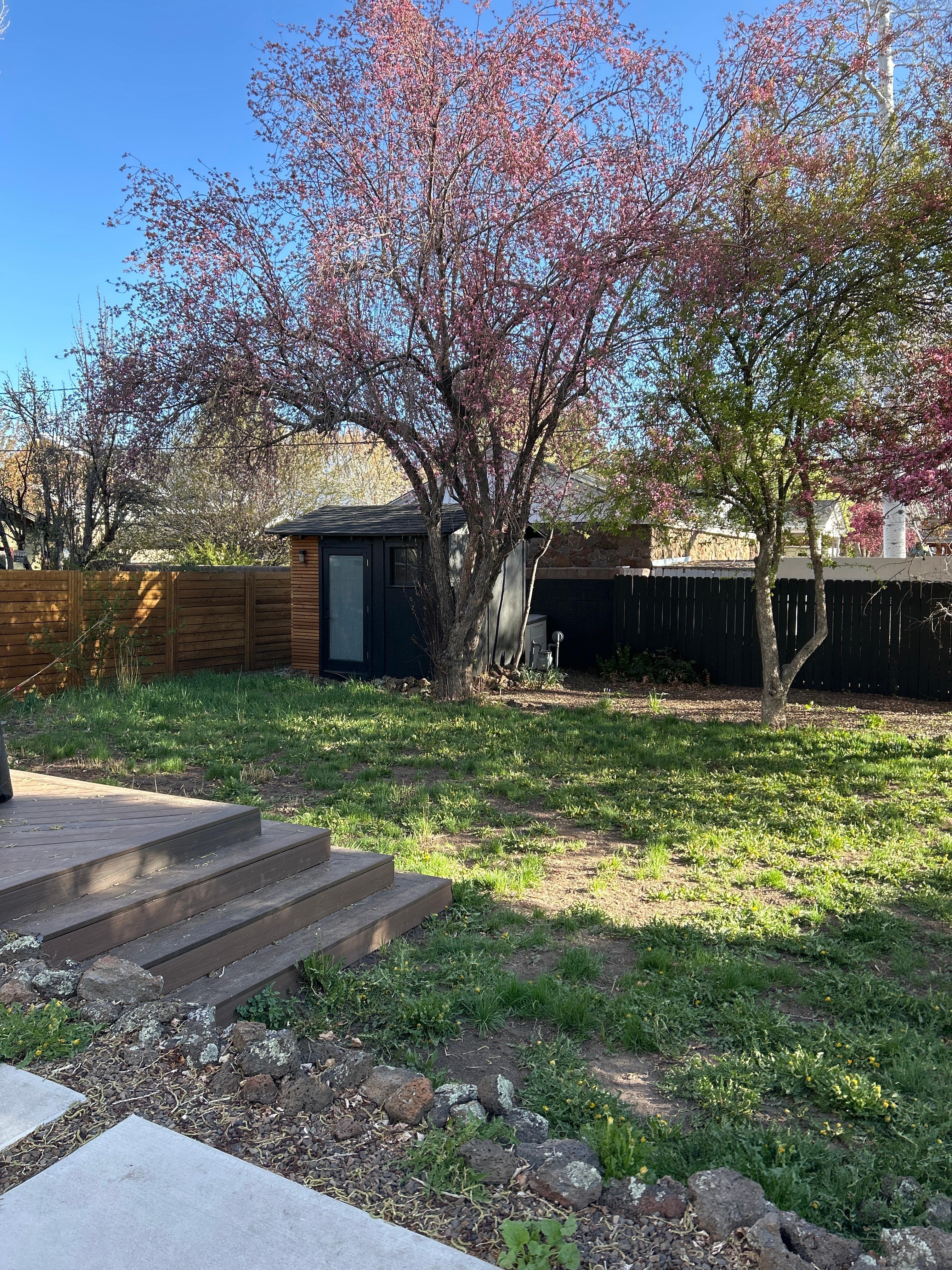 The backyard in spring 