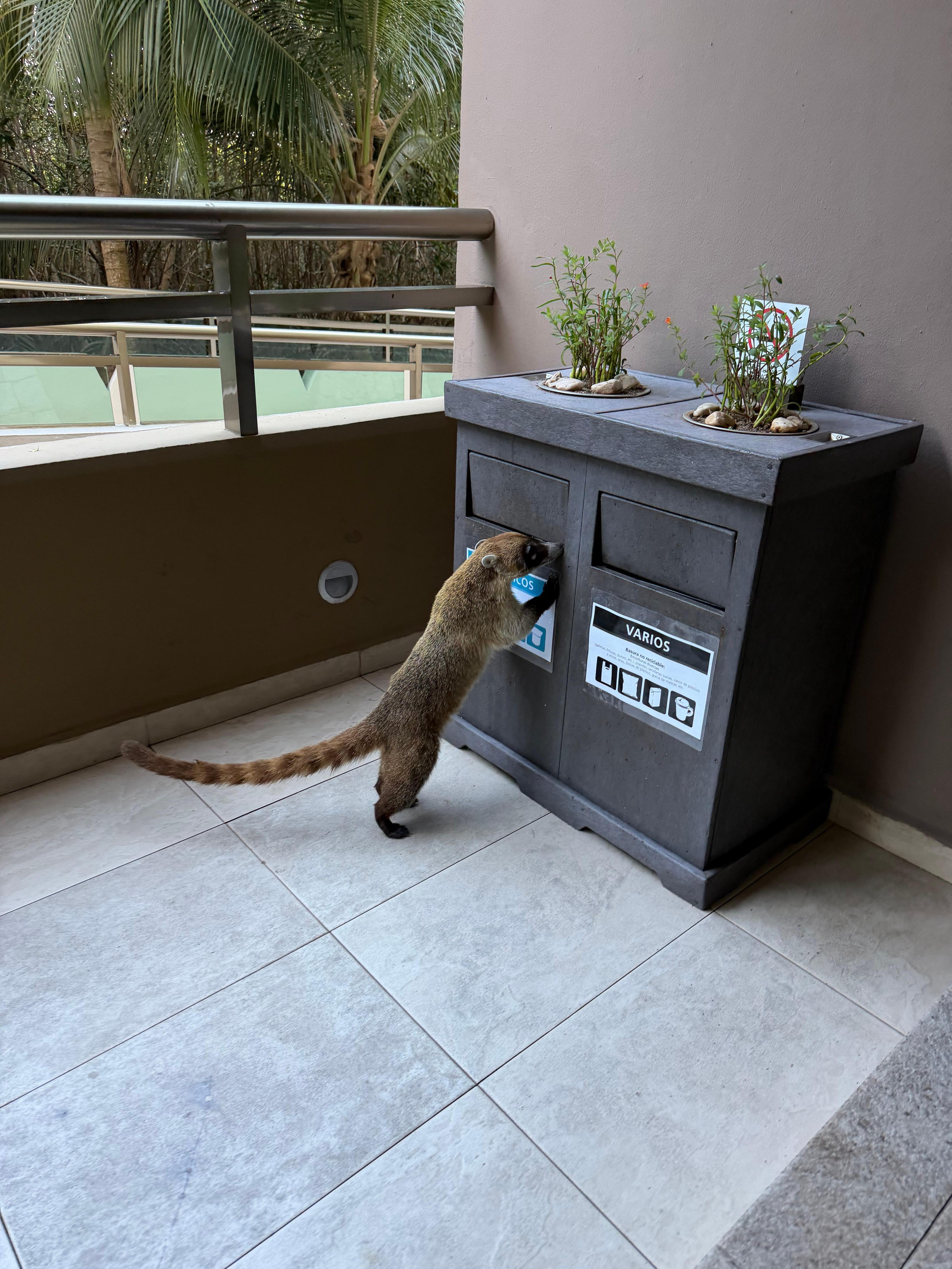 Cute little Coaties were everywhere 